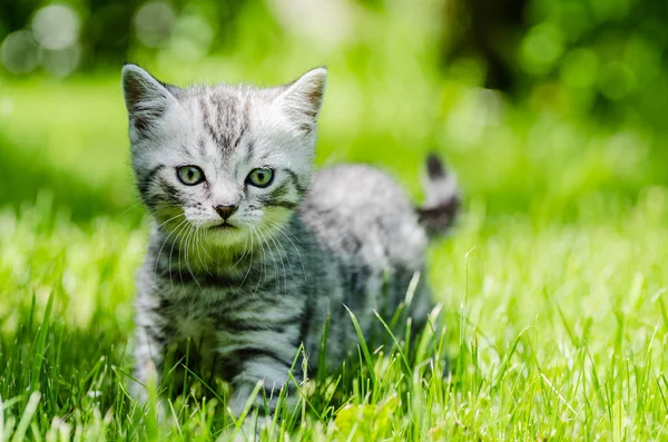 En söt kattunge lär sig att ta de första oberoende stegen — Stockfoto