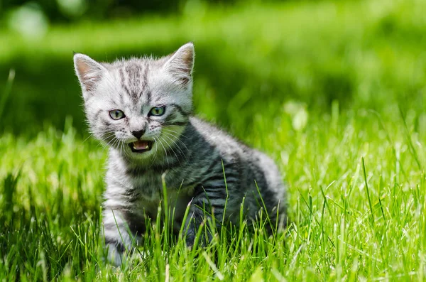 A cute kitten learns to take the first independent steps — Stock Photo, Image