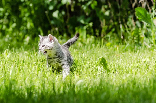 Мила кошеня вчиться робити перші самостійні кроки — стокове фото