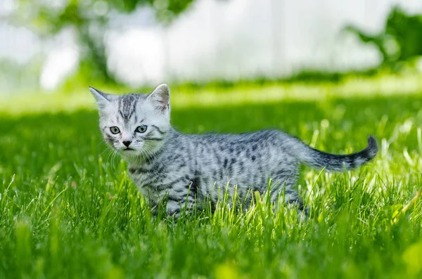 Seekor anak kucing lucu belajar untuk mengambil langkah-langkah independen pertama — Stok Foto