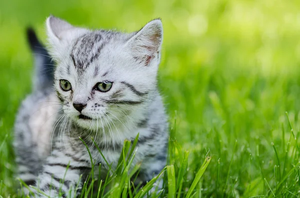 A cute kitten learns to take the first independent steps — Stock Photo, Image