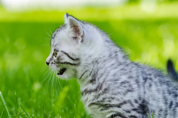 A cute kitten learns to take the first independent steps — Stock Photo, Image