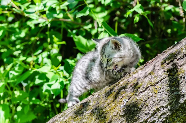 İlk bağımsız adımlar atmaya şirin bir kedi yavrusu öğrenir — Stok fotoğraf