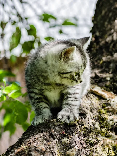 Seekor anak kucing lucu belajar untuk mengambil langkah-langkah independen pertama — Stok Foto