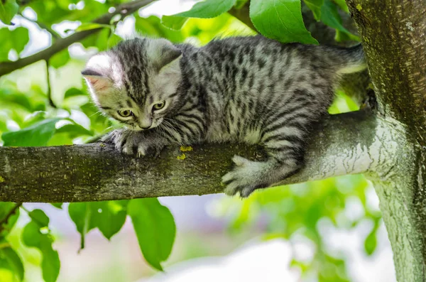 A cute kitten learns to take the first independent steps — Stock Photo, Image