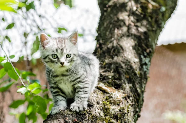 かわいい子猫が独立の最初のステップを取るために学ぶ — ストック写真