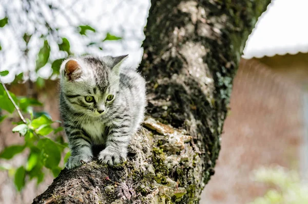 A cute kitten learns to take the first independent steps — Stock Photo, Image