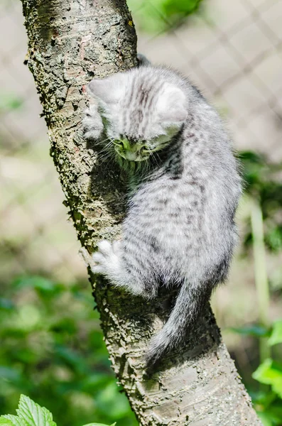 かわいい子猫が独立の最初のステップを取るために学ぶ — ストック写真