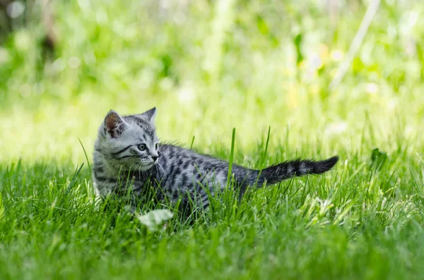 Seekor anak kucing lucu belajar untuk mengambil langkah-langkah independen pertama — Stok Foto