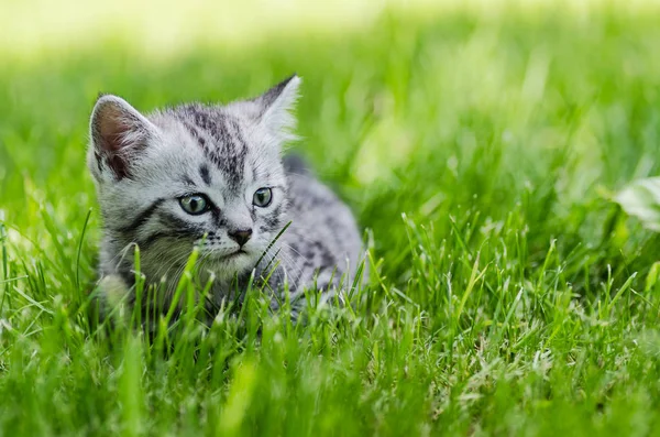 A cute kitten learns to take the first independent steps — Stock Photo, Image