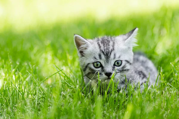 A cute kitten learns to take the first independent steps — Stock Photo, Image