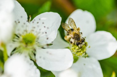 Böcek arı Bal güzel beyaz çiçekler toplar.