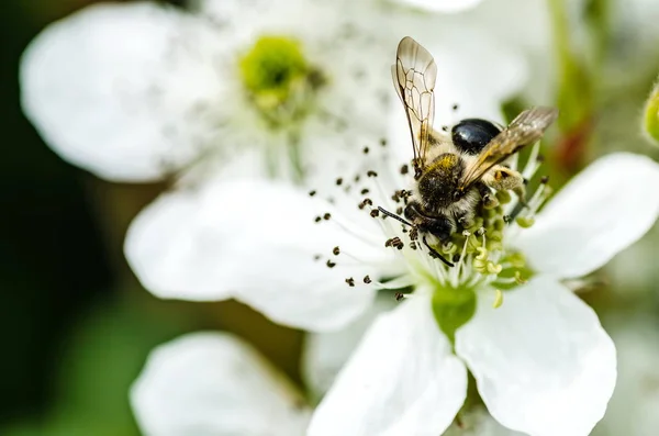 A abelha de inseto coleta mel em belas flores brancas — Fotografia de Stock