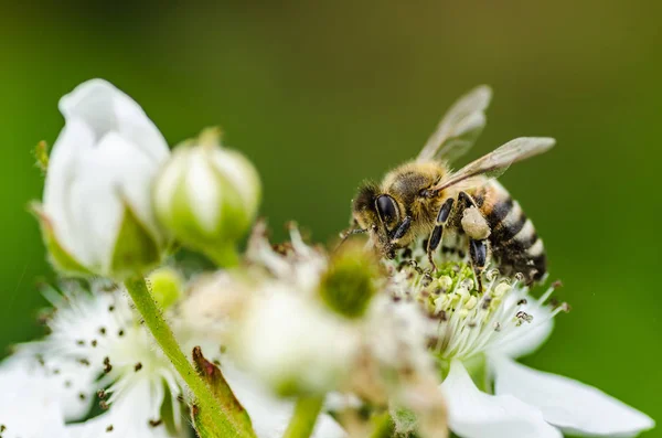 A abelha de inseto coleta mel em belas flores brancas — Fotografia de Stock