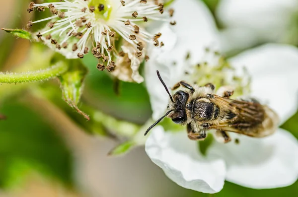 Комаха бджола збирає мед на красивих білих квітах — стокове фото