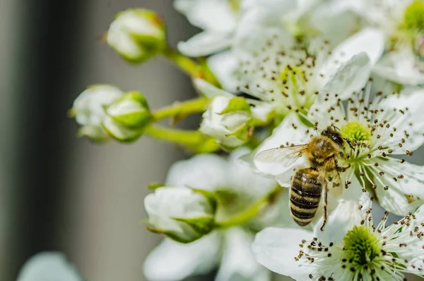 A abelha de inseto coleta mel em belas flores brancas — Fotografia de Stock