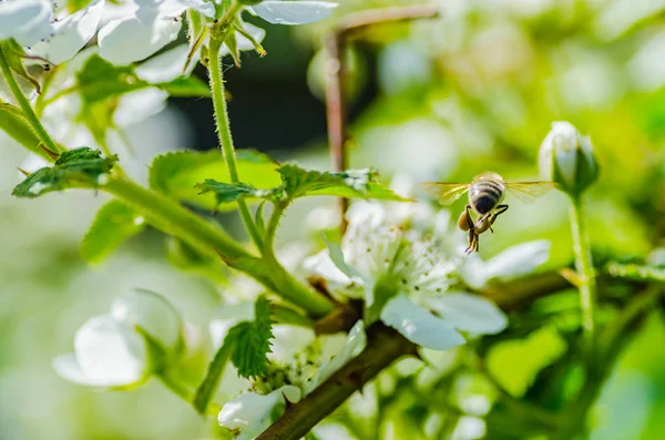 Комаха бджола збирає мед на красивих білих квітах — стокове фото