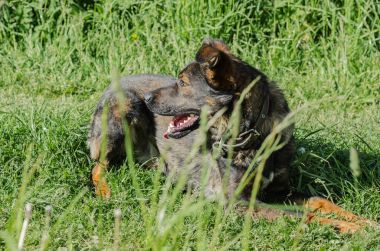 Çayırlarda bir köpek doğurmak kahverengi yün ile olmadan yürür