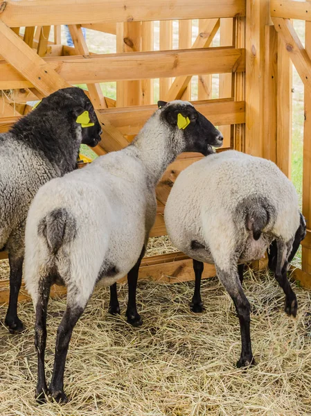 Beautiful sheep rest and eat on the farm — Stock Photo, Image