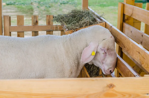 Beautiful sheep rest and eat on the farm — Stock Photo, Image