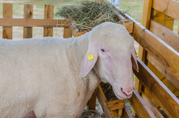 Beautiful sheep rest and eat on the farm — Stock Photo, Image