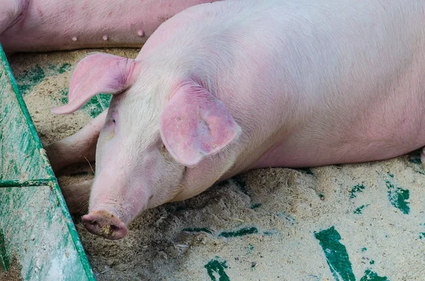 A mammal with a beautiful snout — Stock Photo, Image