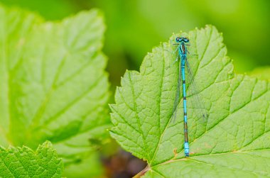 Bir yaz gününde güzel bir yusufçuk ile yeşil bir yaprak oturur