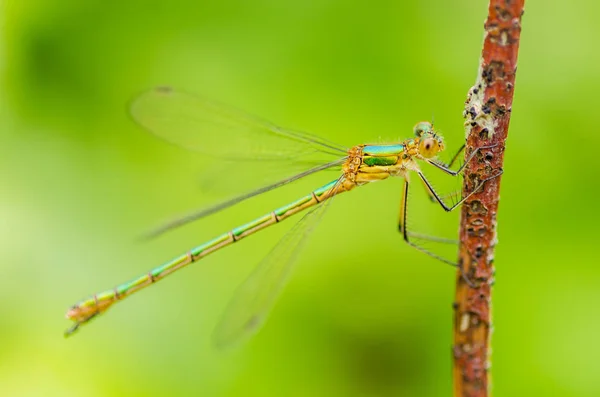 A beautiful dragonfly on a summer day sits on a green leaf with — Stock Photo, Image