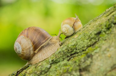 Üzüm salyangoz bahçede yaşıyor ve yeşil çim tarar