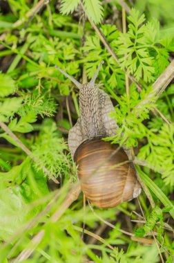 Üzüm salyangoz bahçede yaşıyor ve yeşil çim tarar