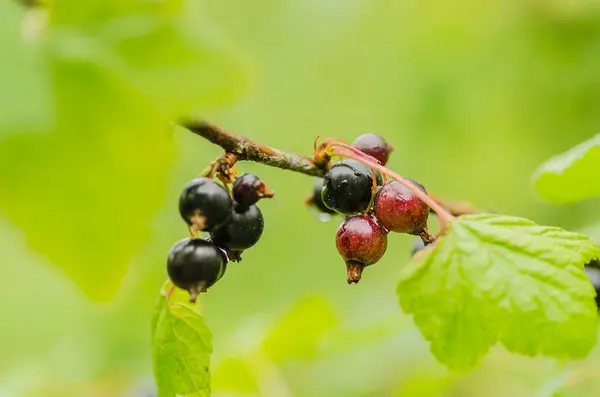 아름 다운 건강 한 열매와 검은 건포도 부시 — 스톡 사진