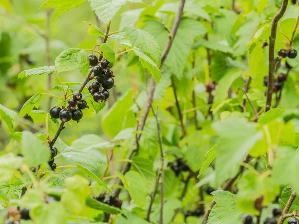 A Fekete ribiszke bokor szép egészséges bogyókkal — Stock Fotó
