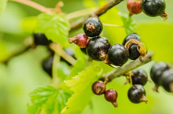 Ein schwarzer Johannisbeerstrauch mit schönen gesunden Beeren lizenzfreie Stockfotos