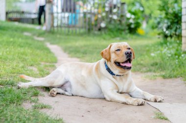 Oynama ve yaz aylarında dinlenme bir güzel mutlu Labrador köpek,