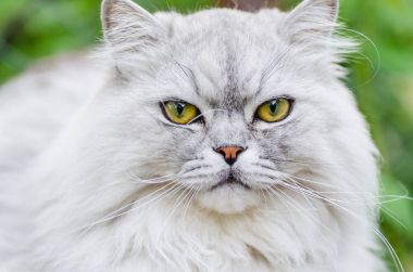 Akıllı gözleri ve güzel saçları gri kedi