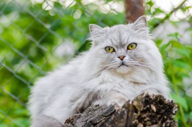 Akıllı gözleri ve güzel saçları gri kedi
