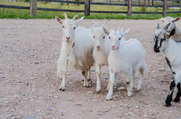 Smukke flerfarvede geder og geder med horn og uld - Stock-foto