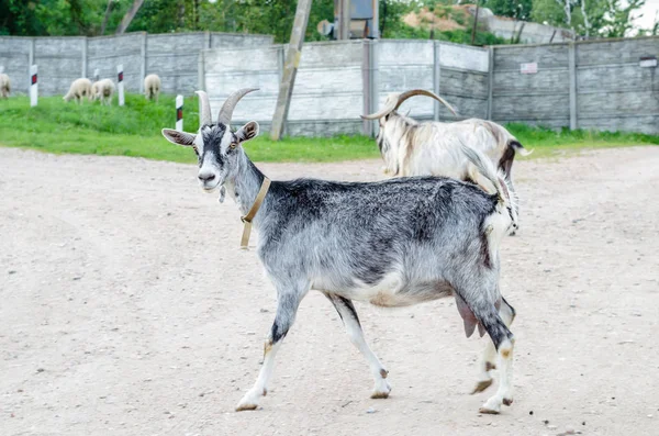 Beautiful multi-colored goats and goats with horns and wool — Stock Photo, Image