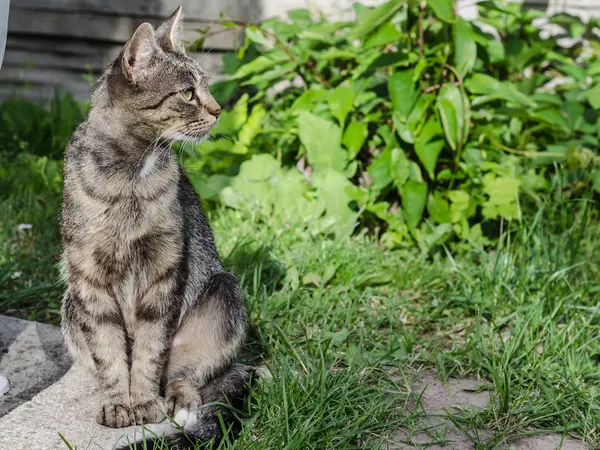 Un gatto grigio con bei capelli e occhi intelligenti — Foto Stock