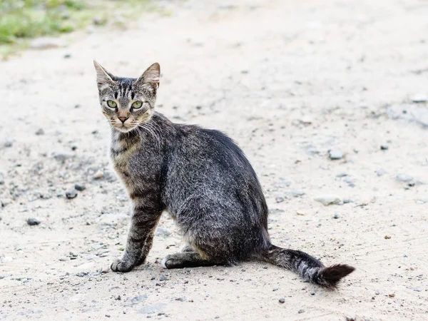 Un gatto grigio con bei capelli e occhi intelligenti — Foto Stock