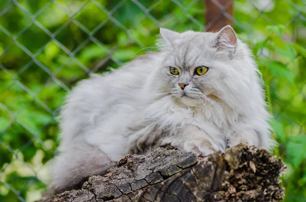 Seekor kucing abu-abu dengan rambut indah dan mata cerdas — Stok Foto