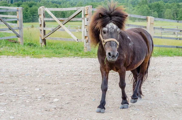 A beautiful playful pony brown horse walks around the farm — Stock Photo, Image