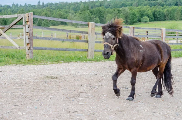 A beautiful playful pony brown horse walks around the farm — Stock Photo, Image