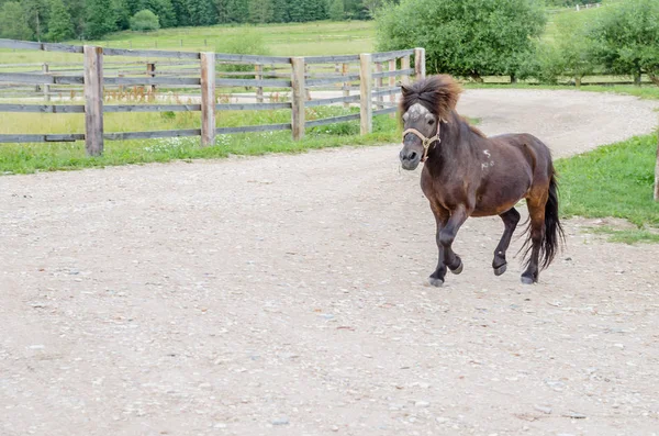 A beautiful playful pony brown horse walks around the farm — Stock Photo, Image