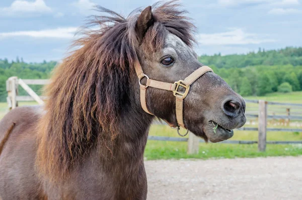 A beautiful playful pony brown horse walks around the farm — Stock Photo, Image