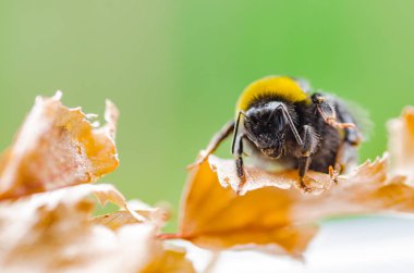 Güzel bir çizgili yaban arısı doğada çalışır