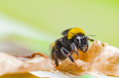 Güzel bir çizgili yaban arısı doğada çalışır