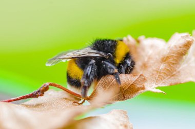 Güzel bir çizgili yaban arısı doğada çalışır