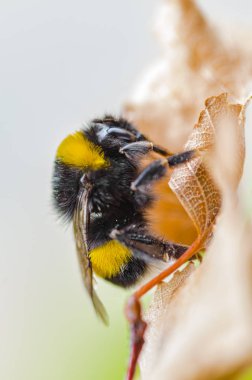 Güzel bir çizgili yaban arısı doğada çalışır