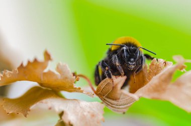 Güzel bir çizgili yaban arısı doğada çalışır